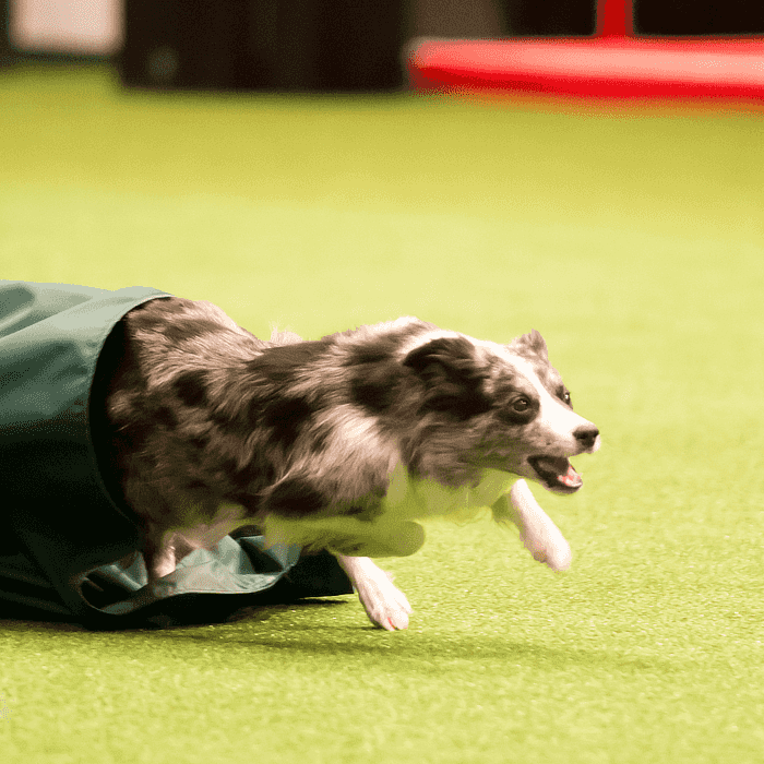 Dizzy Crufts 2016